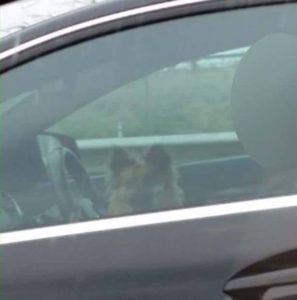 Dog-drives-car-down-motorway-in-rush-hour--via-Mercury Press